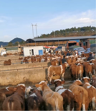 江西吉安黄牛批发市场-农业交易枢纽-探索江西吉安黄牛批发市场的繁荣景象