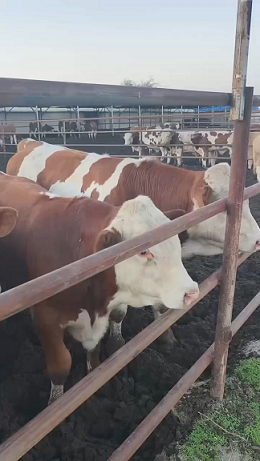 吉安肉牛交易市场最新动态-吉安肉牛交易市场行情分析与最新消息